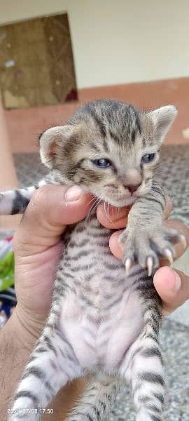 New Born Kitty 10