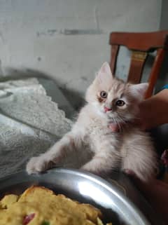 Double Coat Female Persian Cat