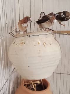 Adult bengalise finch for sale per piece 600