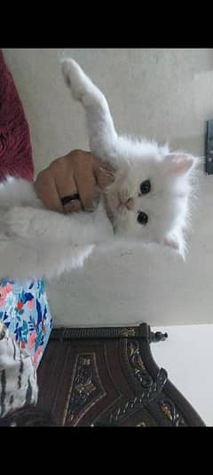 Beautiful Persian kitten for sale