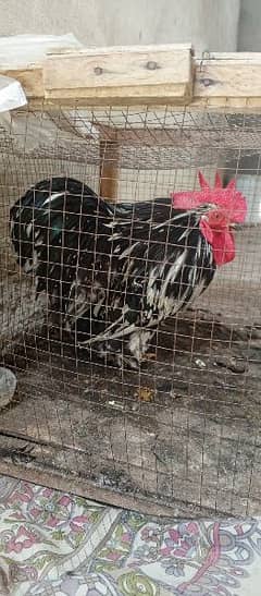 bantam