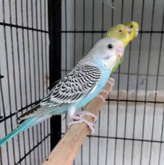 Australian budgies chicks. (Per piece 400)