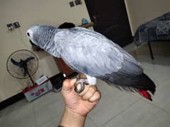 African gray parrot chick for sale