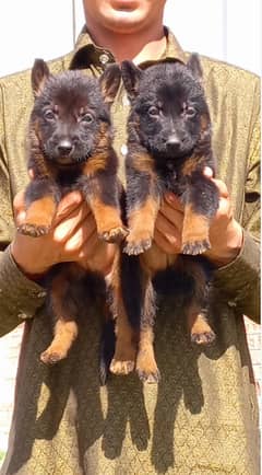 German shepherd long coat pup's for sale