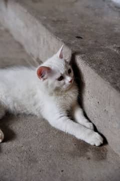 White female Persian Cat