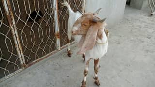 Bakra sindhi lail puri