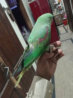 Kashmiri raw parrot urgent for sale 0