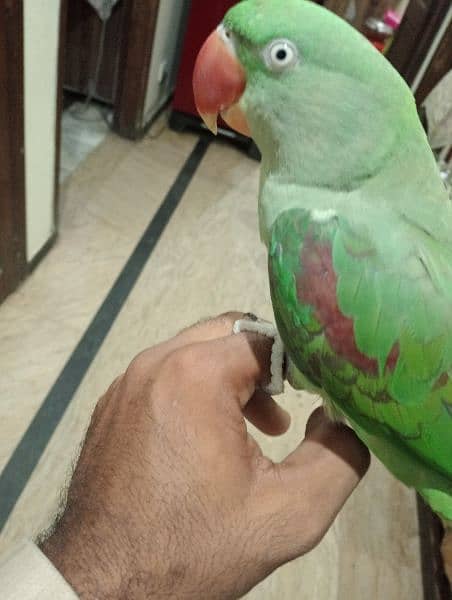 Kashmiri raw parrot urgent for sale 1