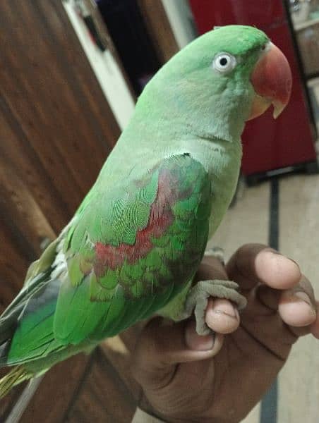 Kashmiri raw parrot urgent for sale 3