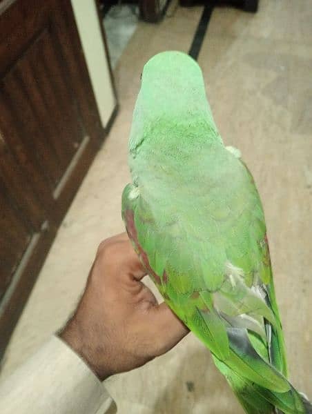 Kashmiri raw parrot urgent for sale 4