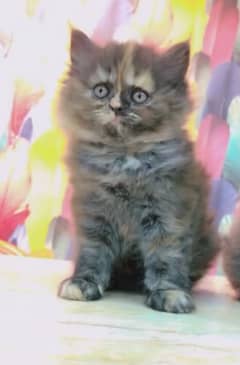 persian female kitten fir sale contact  03047969001 Whatsapp. . .