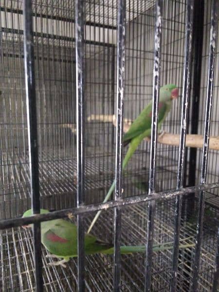 Indian Alexandrine Raw Breeder Phatay 03335544828 3