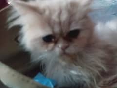 American babys cat 8 months male  female i am selling because i am shi