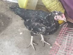 cook &hens for sale 16000