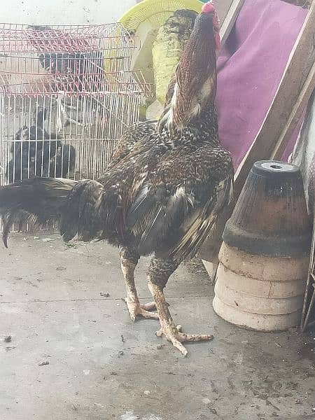 cook &hens for sale 16000 3