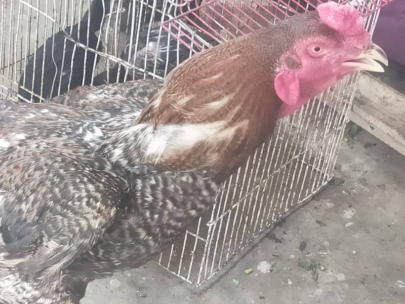 cook &hens for sale 16000 4