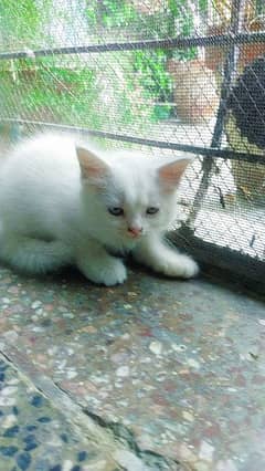 Persian kittens for adoption