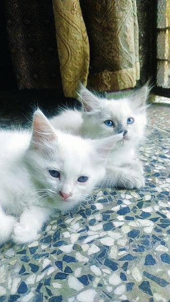 Persian kittens for adoption 3