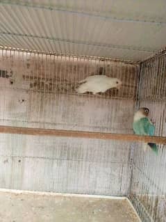 cage + parrots