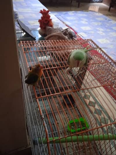 Pahary parrot