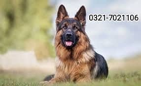 German Shepherd   جرمن شیفرڈ