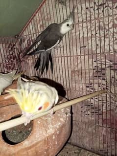 cockatiel