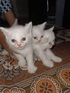 Persian double coated kitten