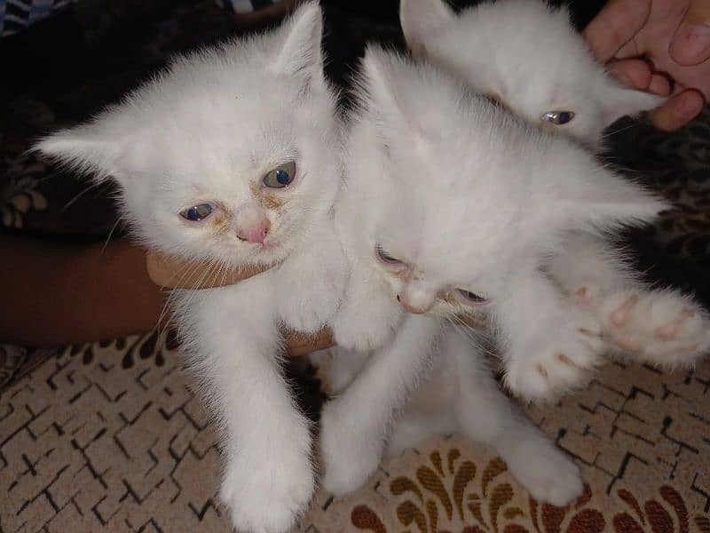 Persian double coated kitten 1