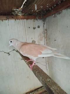 4 Dove Female
