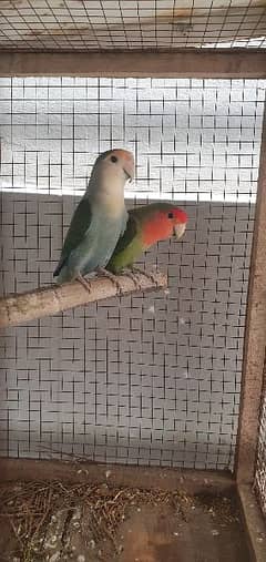 love birds