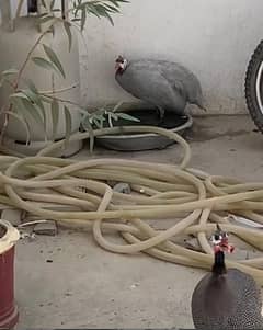 Egg Laying Pair Guinea Fowls Urgent Sale 0