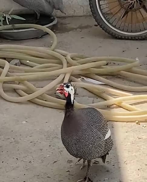 Egg Laying Pair Guinea Fowls Urgent Sale 1