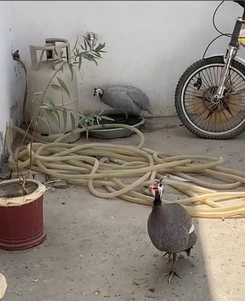 Egg Laying Pair Guinea Fowls Urgent Sale 2