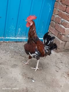 golden murga and murgi for sale