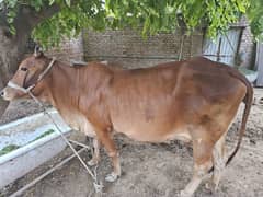 Sahiwal cow new pregnancy