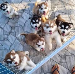 Siberian Husky puppies urgent sale Hai g
