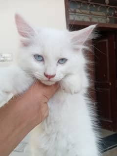 persian cat 1 coated