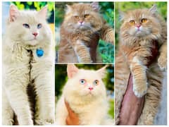 punch face triple Cote kitten cat male feamle piki face semi punch