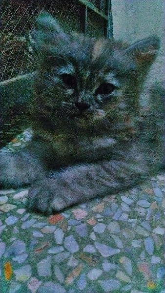 Persian Triple coated long hairs and kittens and older available 1