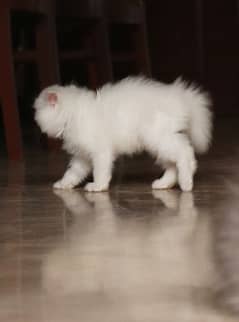 Fluffy Persian Kitten White | Female  | Tripple Coat