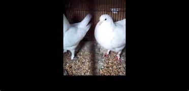 Fancy Pigeons