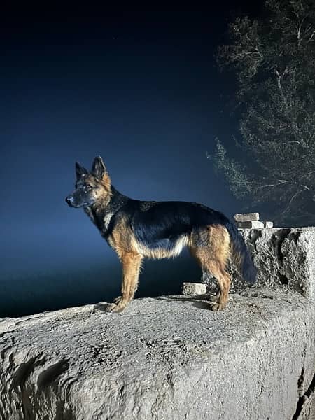 German Shepherd puppies 0