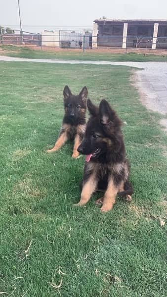 German Shepherd puppies 2