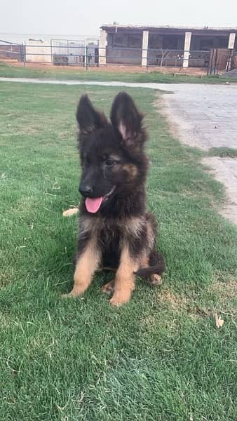 German Shepherd puppies 3