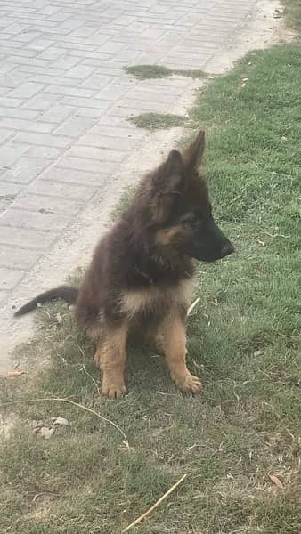 German Shepherd puppies 4