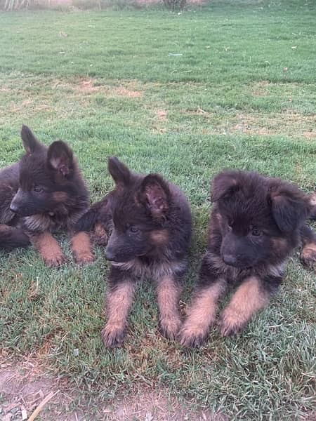 German Shepherd puppies 5