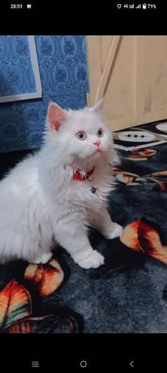 persion cat kitten for sale only one 8000
