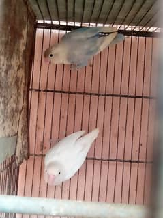 Albino black eye & seble female for sale 0