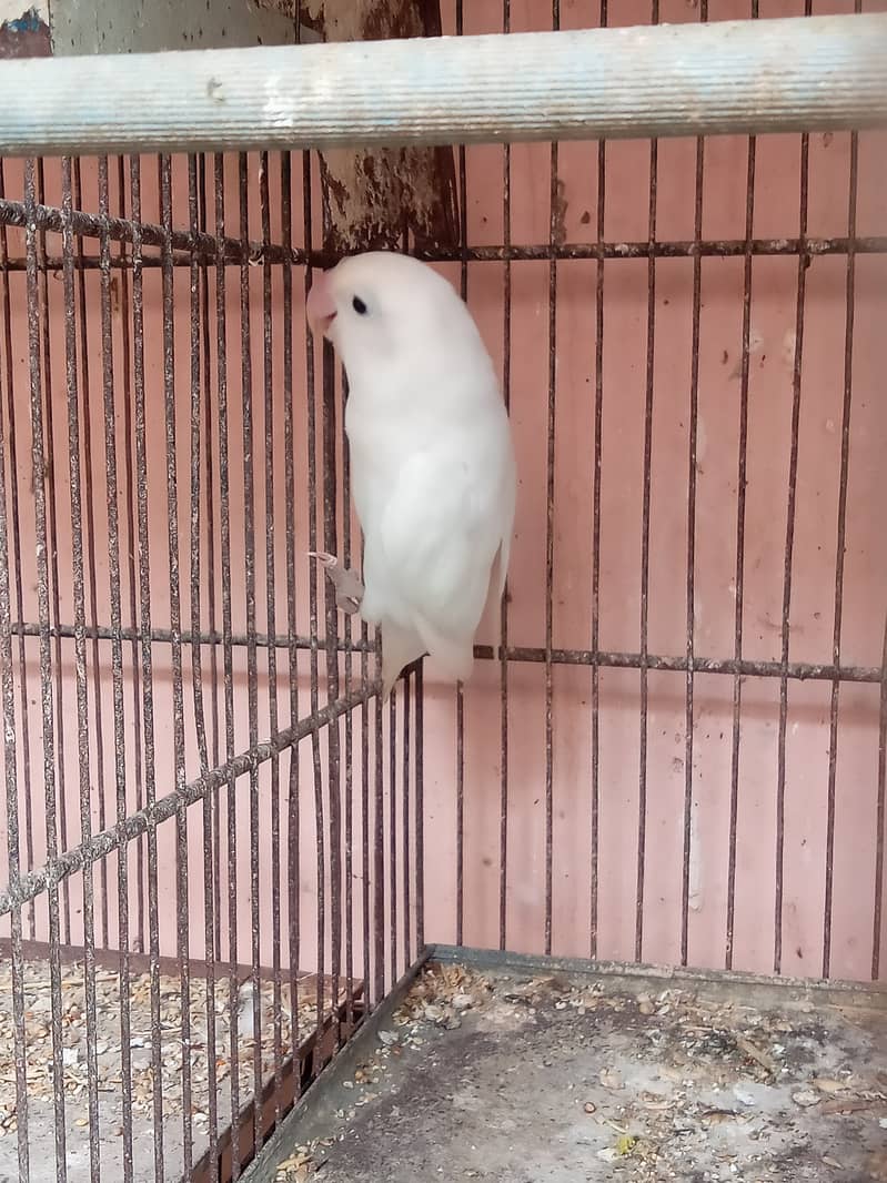 Albino black eye & seble female for sale 1