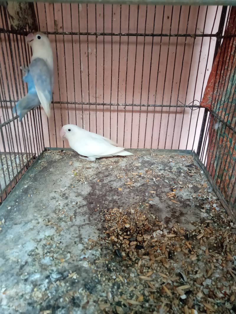 Albino black eye & seble female for sale 2